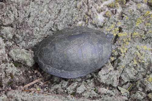 tortoise on the bark of a tree. Ordinary river tortoise of temperate latitudes. The tortoise is an ancient reptile.