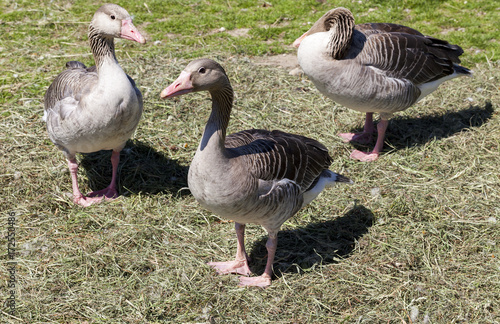 Three goose
