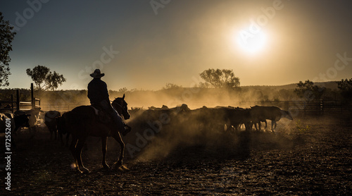 mustering, Kimberley, Western Australia