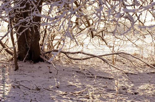 Tree trunk in snowy park, winter nature background