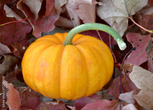 Fall Pumpkin