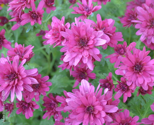 Purple Mums