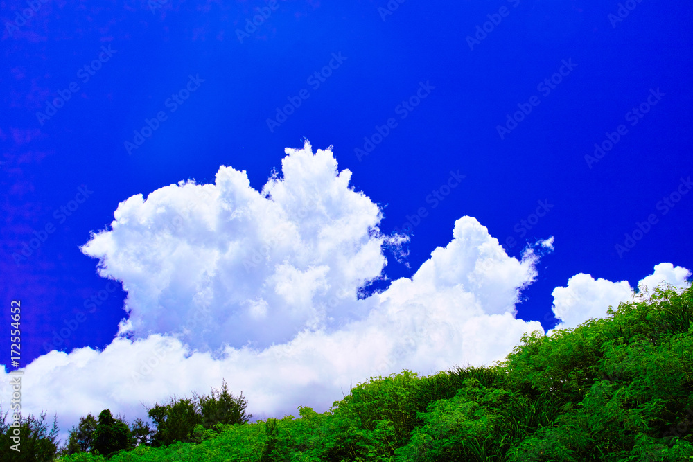 Fototapeta premium 夏の宮古島、南国の林と夏雲