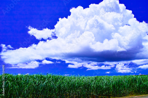 夏の宮古島、サトウキビ畑と夏雲