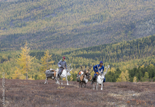 tsaatan family bringing firewood from a forest on reindeer in northern Mongolia