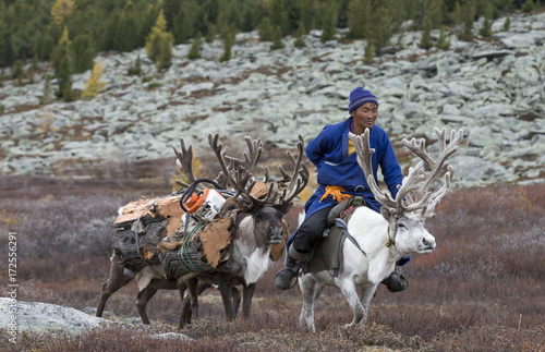 tsaatan family bringing firewood from a forest on reindeer in northern Mongolia photo