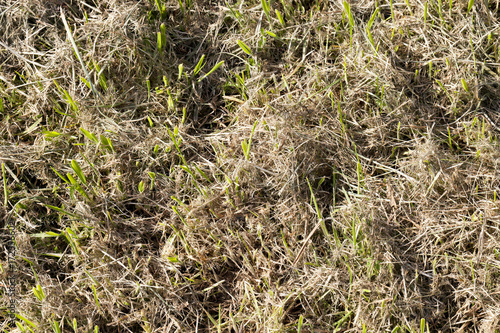 Konstfotografi Mown grass, close-up