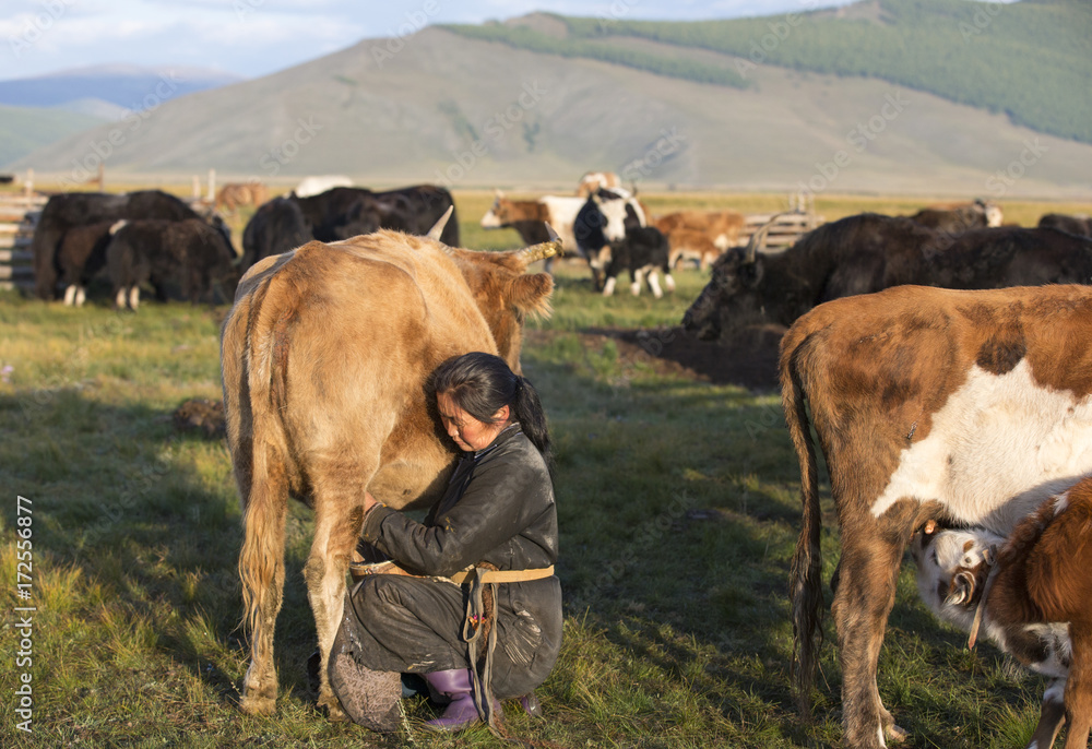 Obraz premium mongolian woman milking a cow