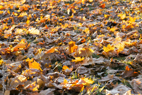 fallen leaves of a maple