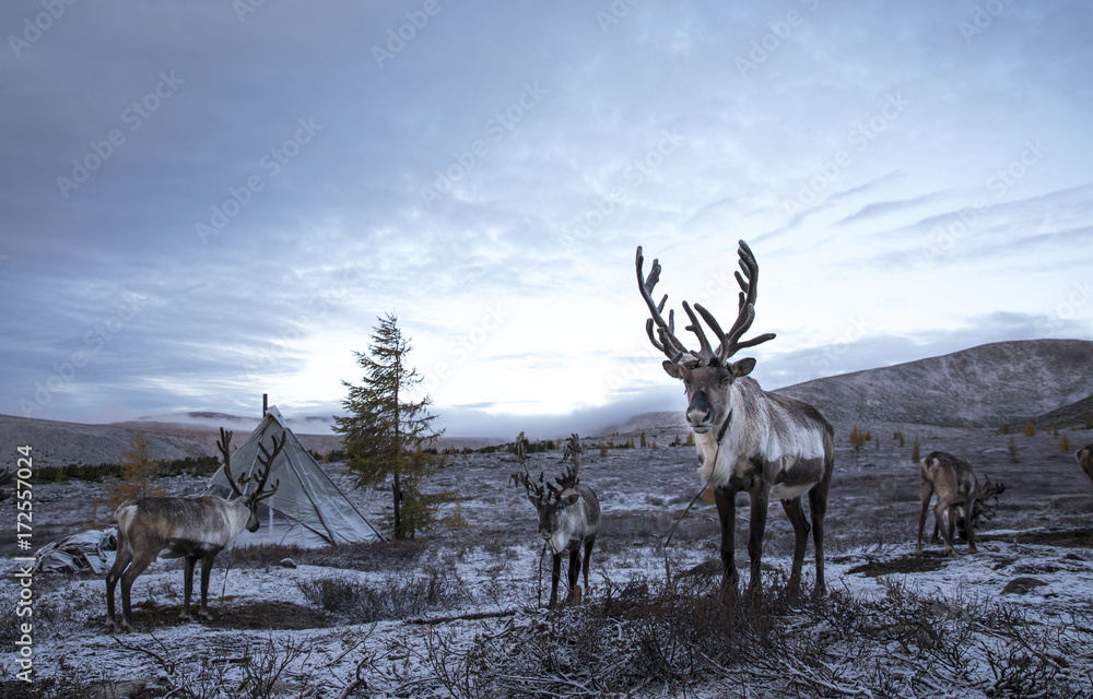 Obraz premium rein deer in a snow in northern Mongolia
