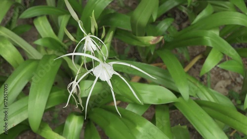 Hymenocallis beautiful tropical flower in park stock footage video photo
