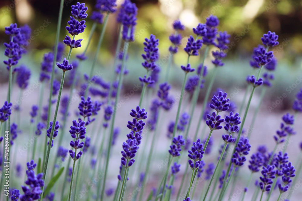 Naklejka premium ラベンダー