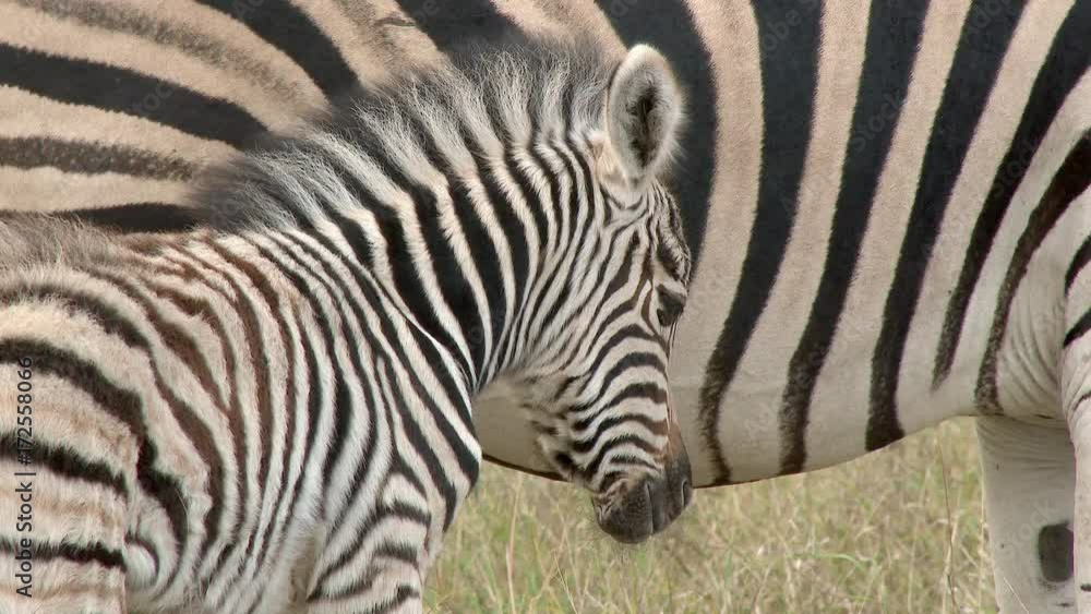 Plains Zebra (Equus quagga burchellii ) foal close-up standing next to mother. Lock shot. Plains Zebra (Equus quagga burchellii ) foal close-up standing next to mother. Lock shot.