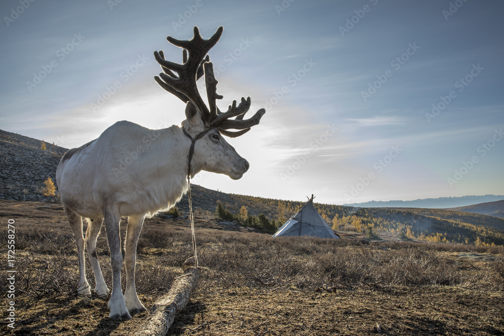 Fototapeta premium rein deer in northern Mongolia