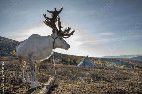 rein deer in northern Mongolia photo