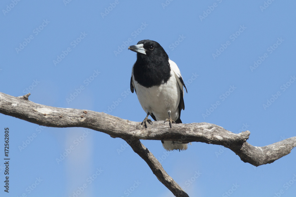 Pied Butcherbird with blue sky background Pied Butcherbird with blue sky background
