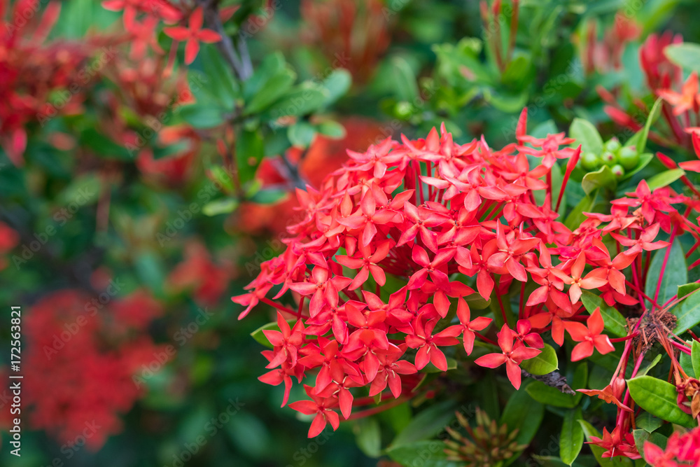 Ixora Red spike flower. King Ixora blooming (Ixora chinensis).Ixora coccinea flower, shallow DOF.