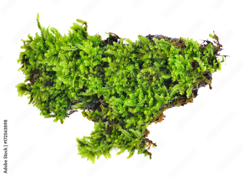 Fototapeta premium Green moss isolated on white bakground
