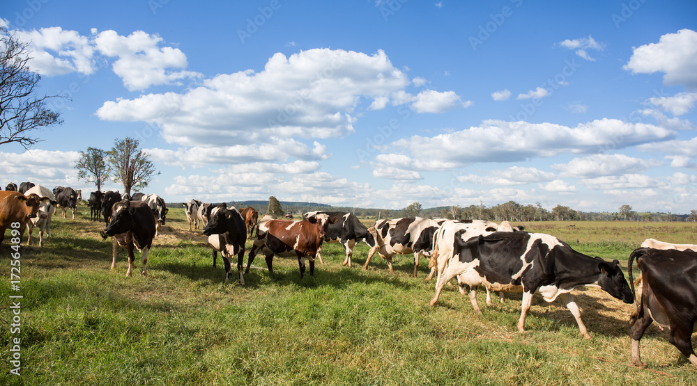 dairy cattle waiting to be milked dairy cattle waiting to be milked