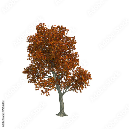 natural tree red