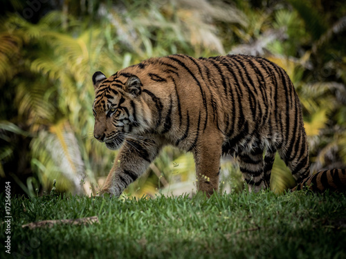 tiger