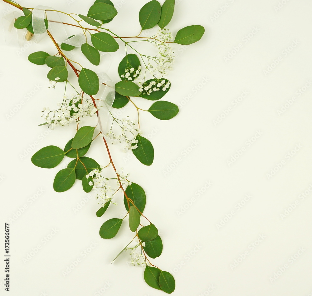 Obraz premium green eucalyptus branch with flowers on a white background.abstract. top view. copy space