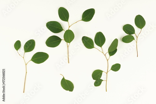 green eucalyptus branches on a white background.abstract. top view.copy space