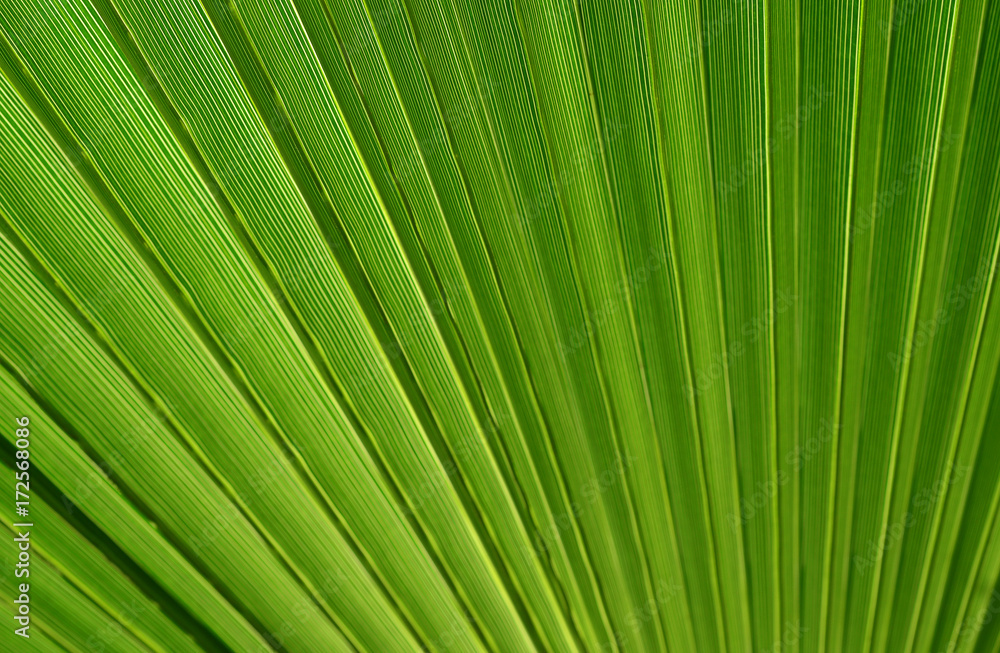 Palmenblatt Palmenblatt