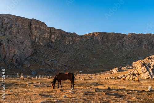 A horse in the highlands © Vastram