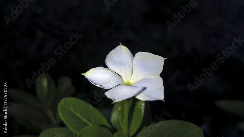 Flor blanca