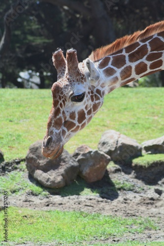 Photography giraffe, zoo, wild, neck, tall, legs, spots