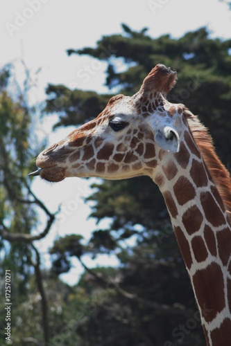 Canvas Print giraffe, zoo, wild, neck, tall, legs, spots
