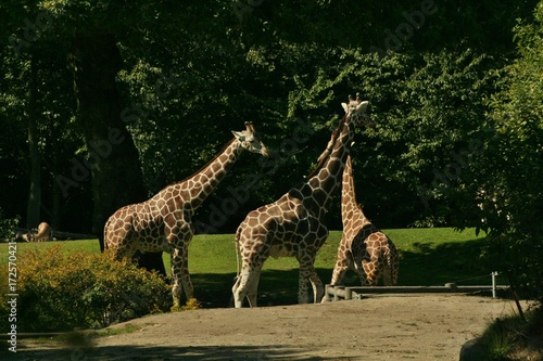 Fototapeta Naklejka Na Ścianę i Meble -  giraffe, zoo, wild, neck, tall, legs, spots