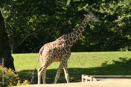 giraffe  zoo  wild  neck  tall  legs  spots