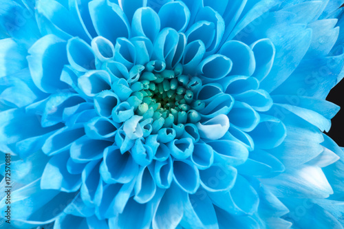 Background of blue chrysanthemum flower, close up.