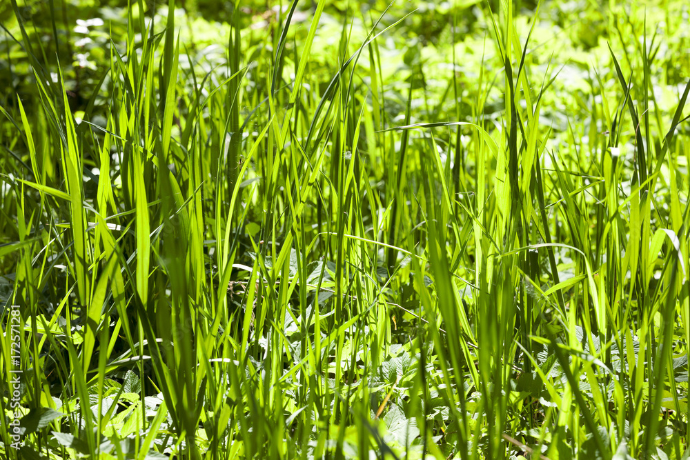 Spring park lawn Spring park lawn