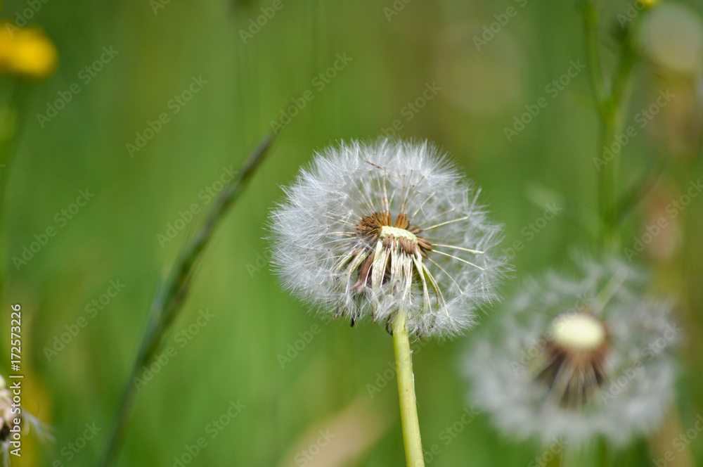 Blumen und Blüten