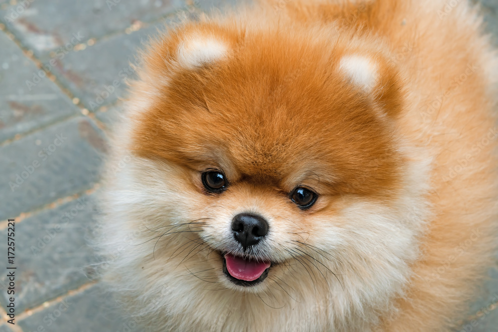Pomeranian Spitz, portrait of the domestic dog, head closeup