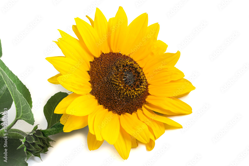 Fototapeta premium one ordinary bright yellow blooming sunflower