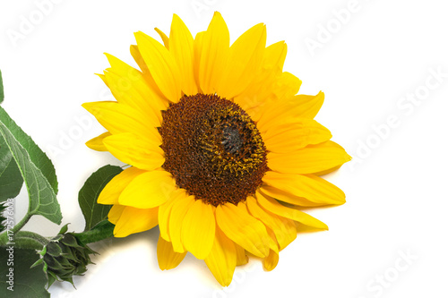 one ordinary bright yellow blooming sunflower
