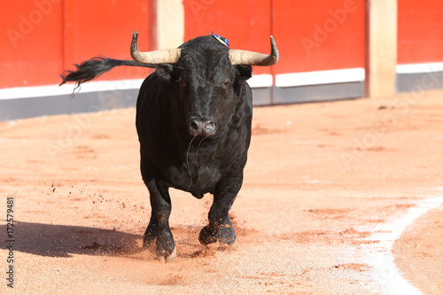 Toro bravo en la paza