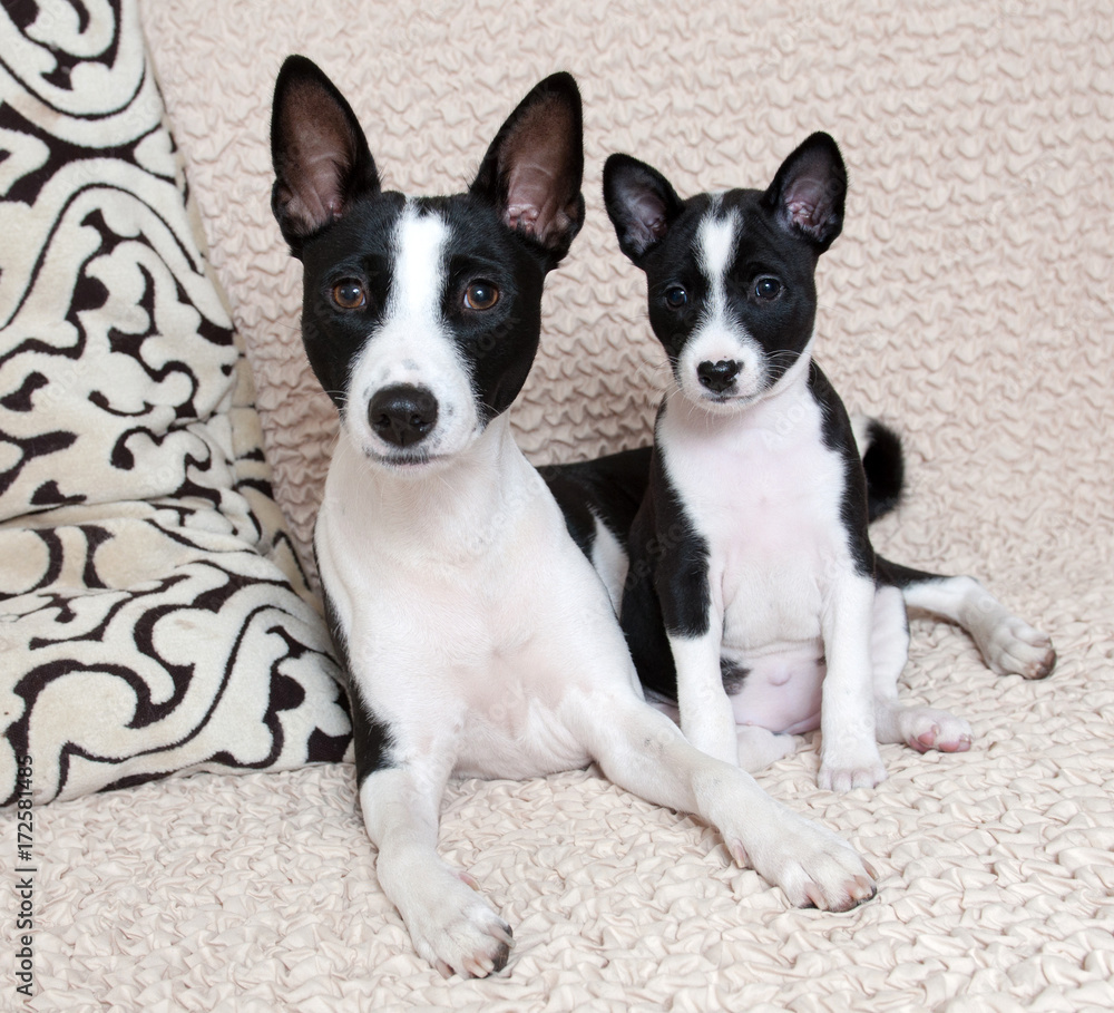 Black basenji deals