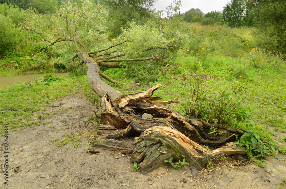A fallen tree in the Park. A fallen tree in the Park.