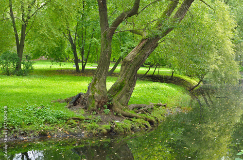 The greenery at the lake.