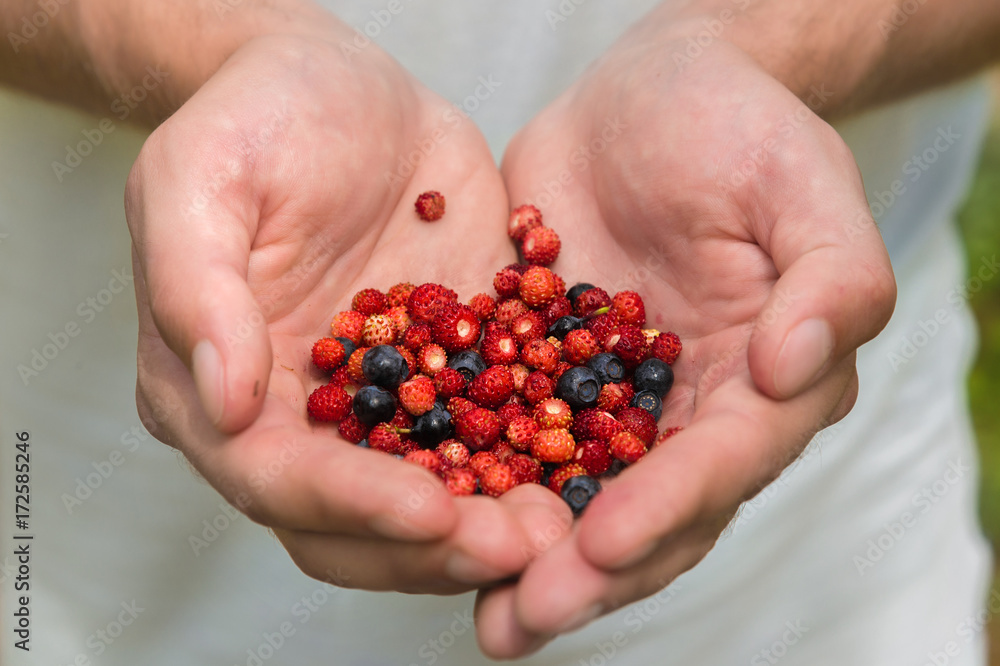Men's hands hold berries of wild strawberries and blueberries in the palms of their hands Men's hands hold berries of wild strawberries and blueberries in the palms of their hands