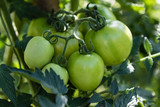 raw natural tomatoes