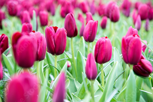 Group purple tulips. Spring landscape.