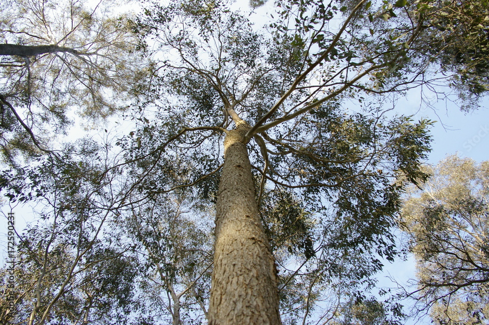 Obraz premium Tree Up
