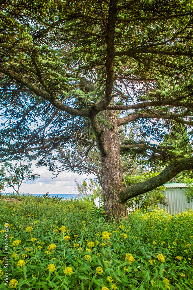 An old pine tree