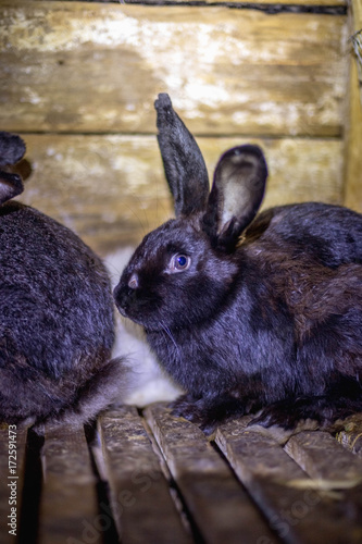 Black sick rabbit in the cage with myxomatosis photo